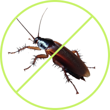 insect