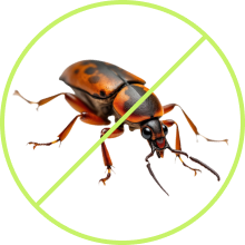 mosquito