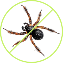 spider